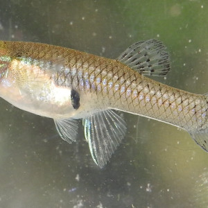 Poisson anti moustique gambusie