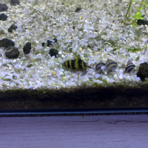 Anentome Helena