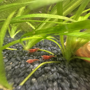 Red cherry neocardina