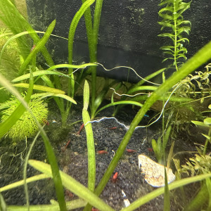 Red cherry neocardina