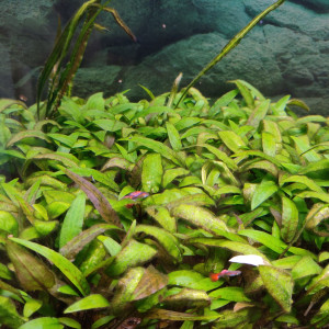Donne ou échange plantes