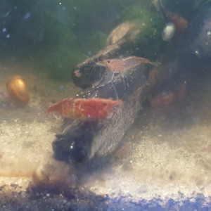 Crevettes Rili red