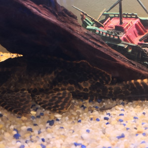 pleco.
