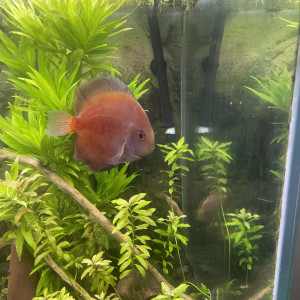 Discus snow white mâle 17cm et 10cm