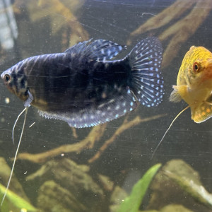 2 Gouramis