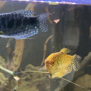 2 Gouramis