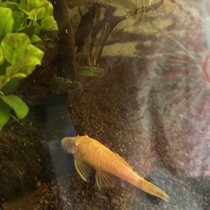 Ancistrus gold femelle