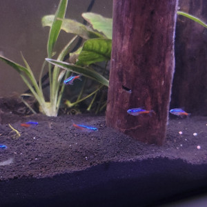 Lot 10 néons bleu