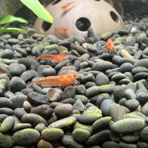 Crevettes red cherry