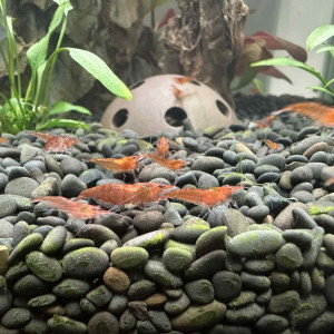 Crevettes red cherry