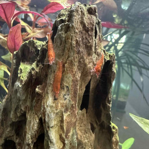 Crevettes red cherry