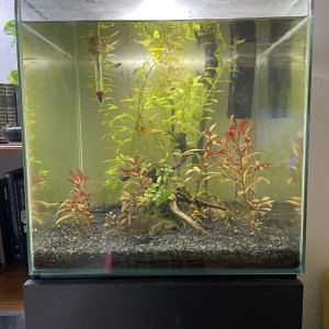 Aquatlantis 54l