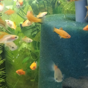 Xiphophorus helleri