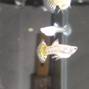Guppy sélection léopard halfmoon