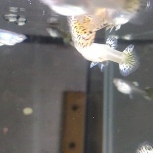 Guppy sélection léopard halfmoon