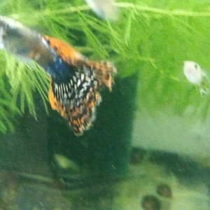 Guppy sélection dumbo red mosaic