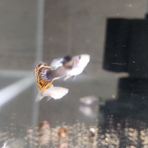 Guppy sélection dumbo red mosaic