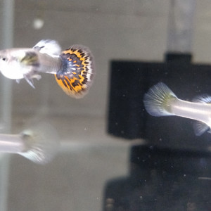 Guppy sélection dumbo red mosaic