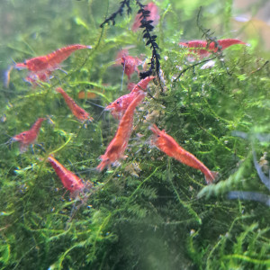 Neocaridina davidi var red cherry