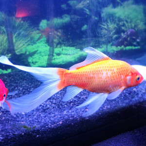 Poissons rouges x3 (jaune, voile, rouge et blanc)