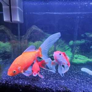 Poissons rouges x3 (jaune, voile, rouge et blanc)