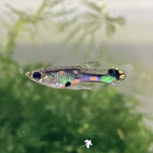 Endler par trio minimum et guppy