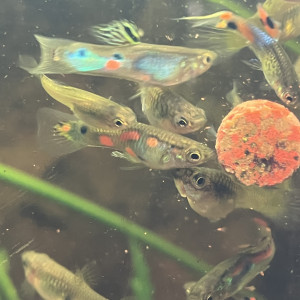 Endler par trio minimum et guppy