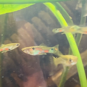 Endler par trio minimum et guppy