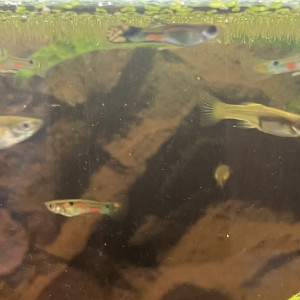 Endler par trio minimum et guppy