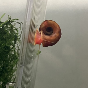 Endler par trio minimum et guppy