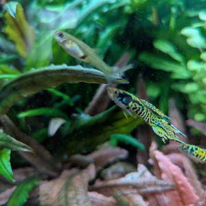 Yellow Tiger Endler