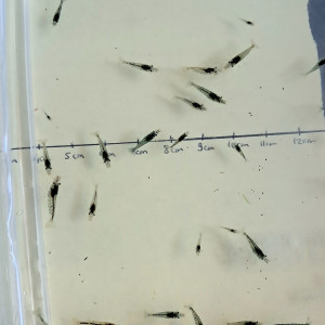Crevettes néocaridinas