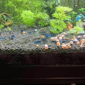 Crevette déclassées