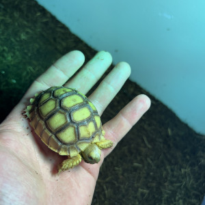 Une Sulcata