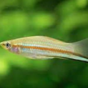 Xiphos juvéniles (poisson porte-épée)