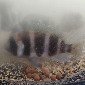 Cyphotilapia