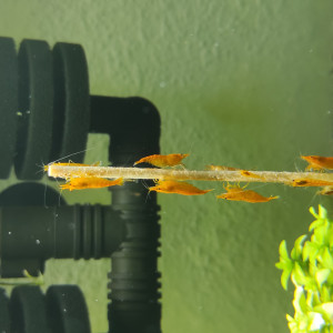 Crevettes Orange Sakura