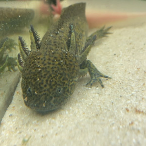 Je vend mes trois axolotls