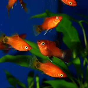 Donne Platys