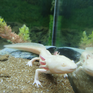 Axolotes gold