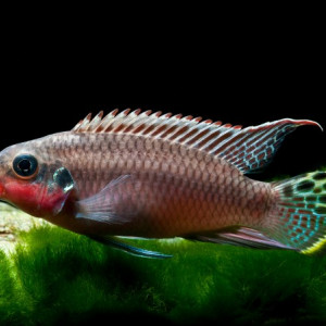 Donne Pelvicachromis taeniatus Red mâle