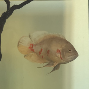 Oscar albinos