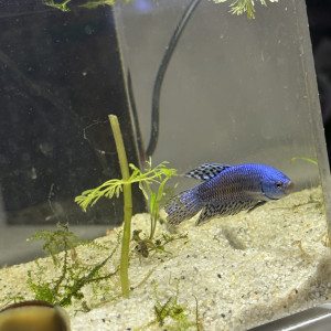 Betta Alien Male