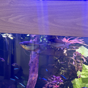 Couple Gourami