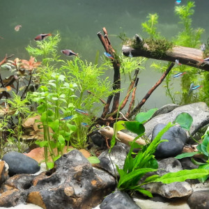 Vente aquarium aquatlantis splendid noir