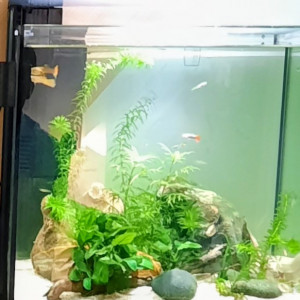 Vends aquarium Superfish QubiQ 60