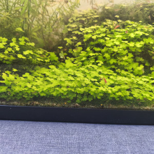 Grande lentille, Spirodela polyrhiza,  Hydrocoltyle Tripzrtitia