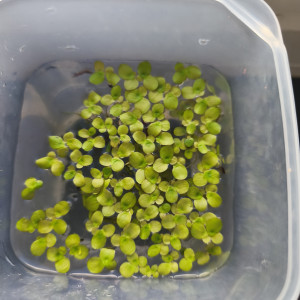 Grande lentille, Spirodela polyrhiza,  Hydrocoltyle Tripzrtitia