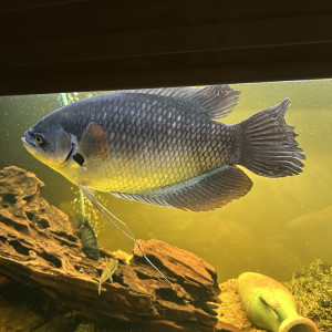 Gourami Géant
