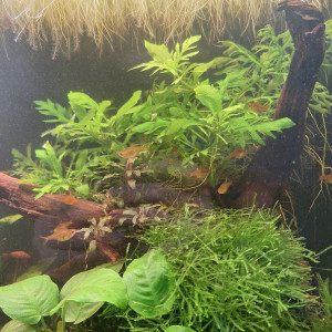 Hygrophila difformis